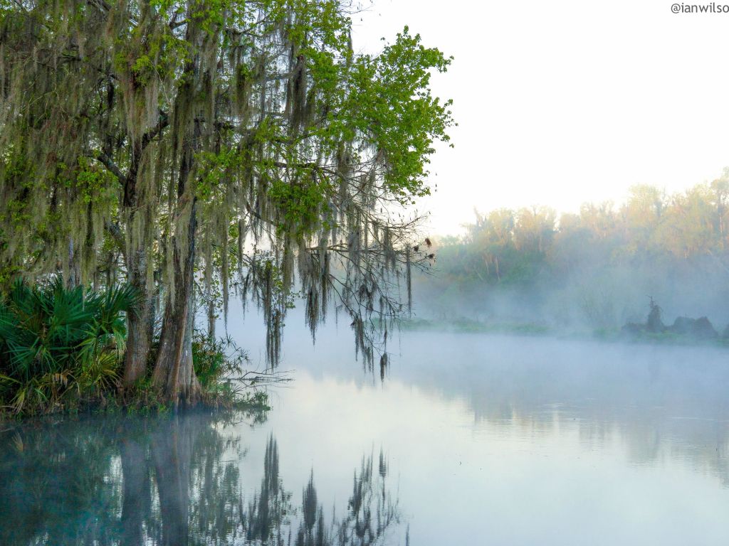 Misty Mornings on the River - Lower Wekiva River State Park Florida wallpaper