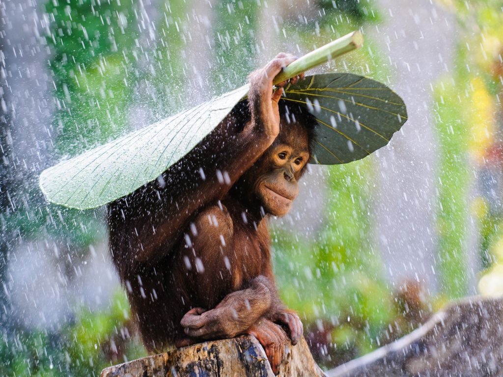Monkey In The Rain wallpaper