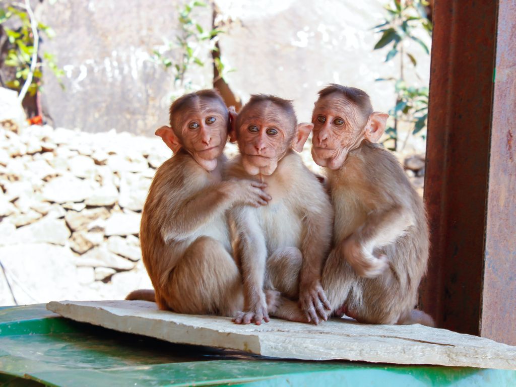 Monkeys on Brown Wooden Palette wallpaper