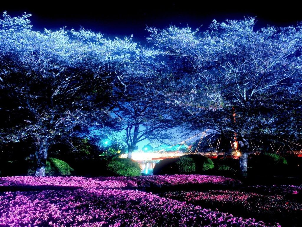Moonlight Park Night Cherry Blossoms wallpaper