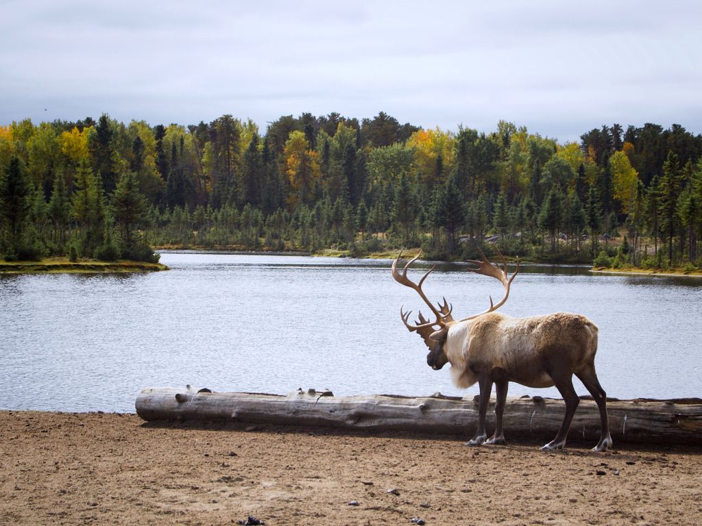 Moose by a Lake wallpaper