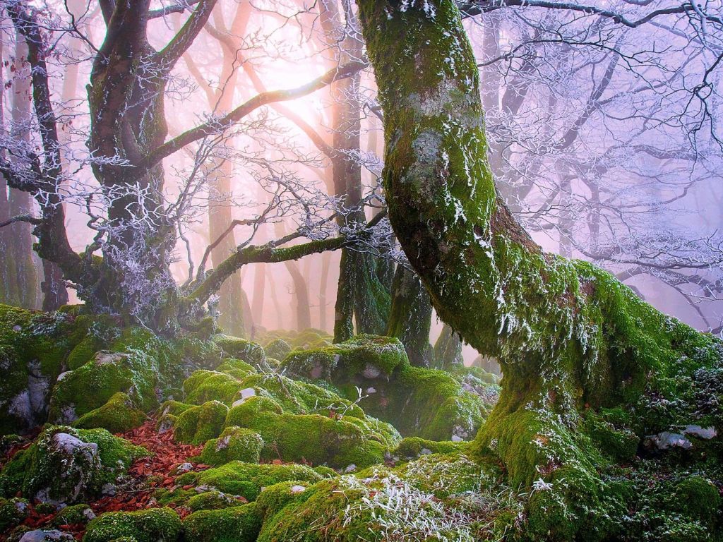 Moss Covered Forest wallpaper
