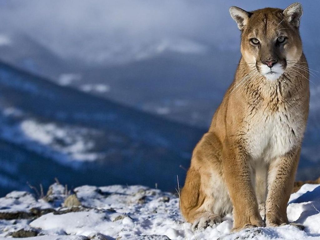 Mountain Lion Animal Desktop wallpaper