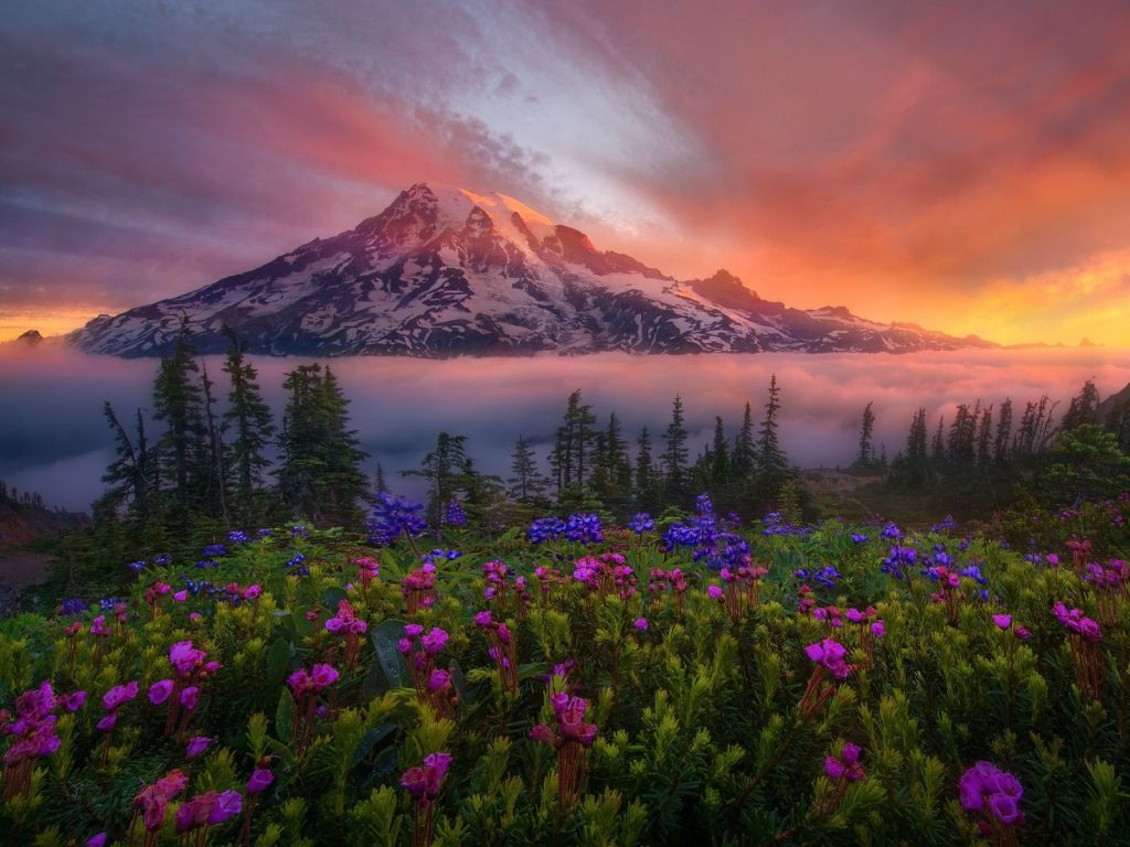 Mountaintop View Over Flowers wallpaper