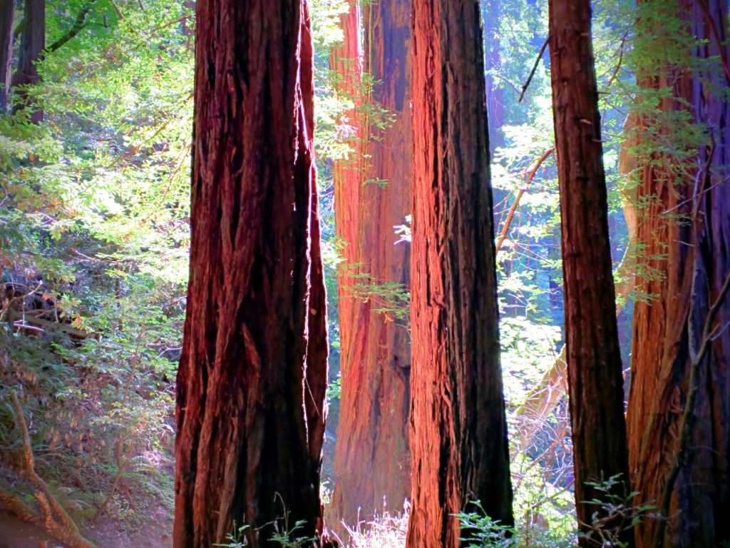 Muir Woods Redwoods wallpaper