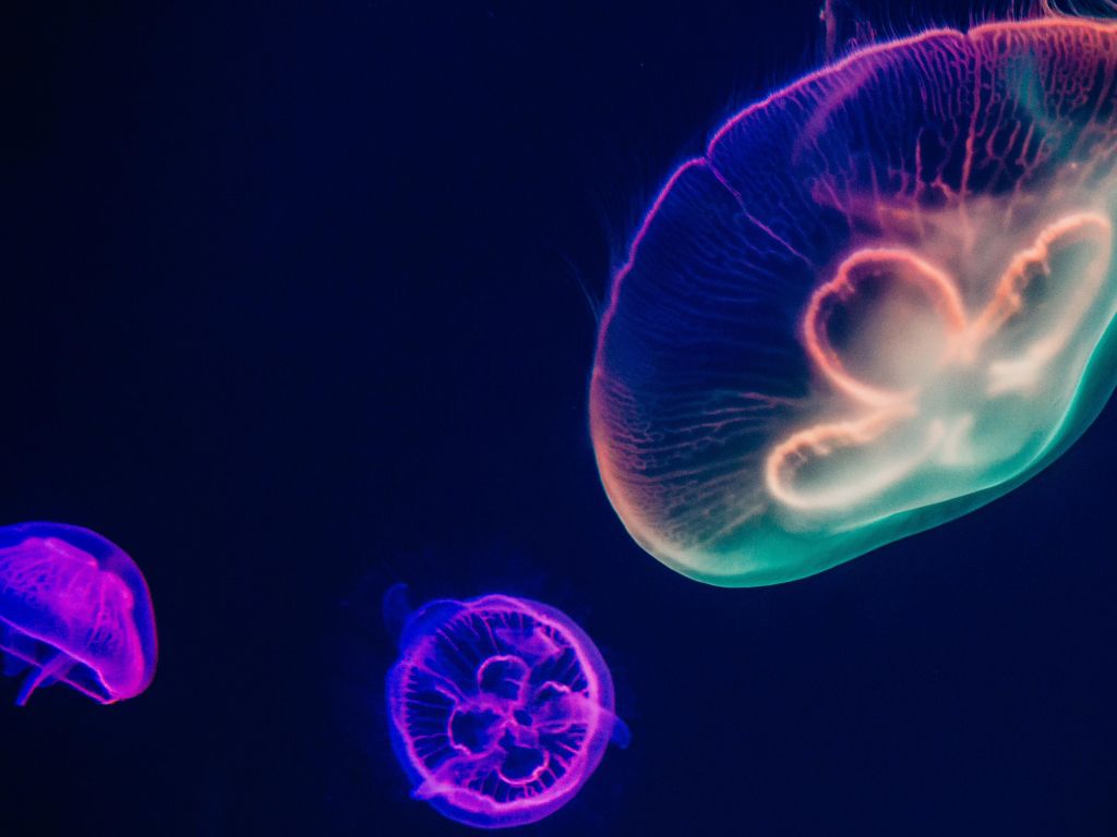 Multicolored Jellyfishes wallpaper