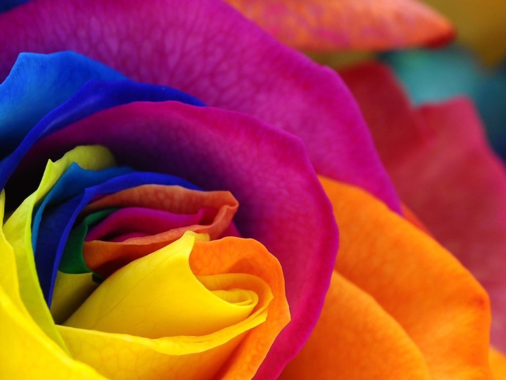 Multicolored Rose wallpaper