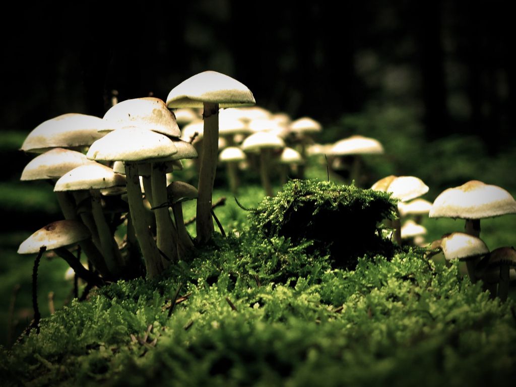 Mushrooms 6252 wallpaper
