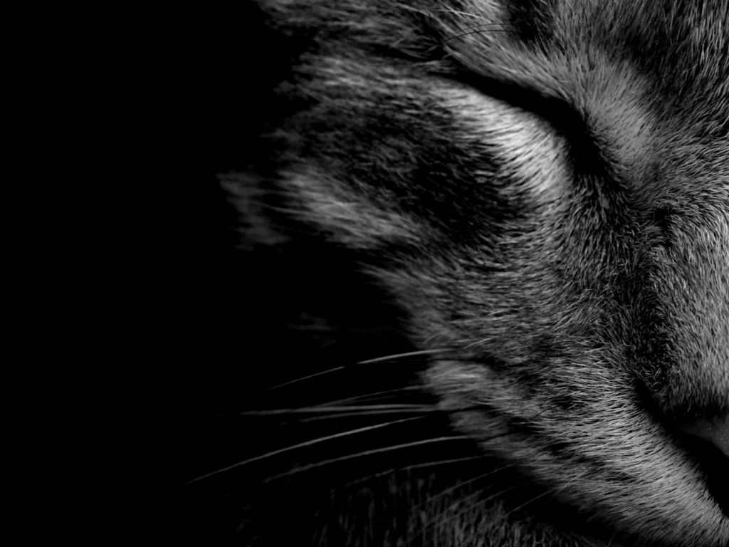 My Cat in Black and White wallpaper