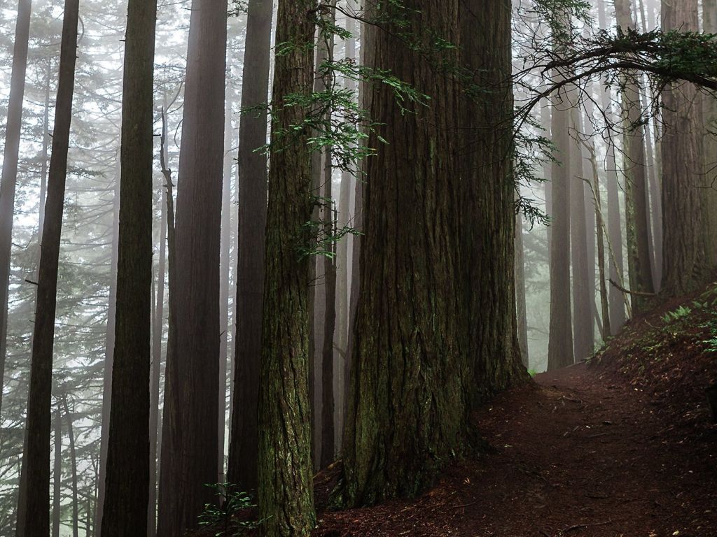Mythic California Redwoods - Steep Ravine Dipsea Trail Hike wallpaper