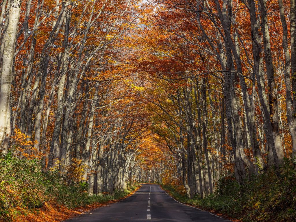 Natural Autumn Road Tunnel wallpaper