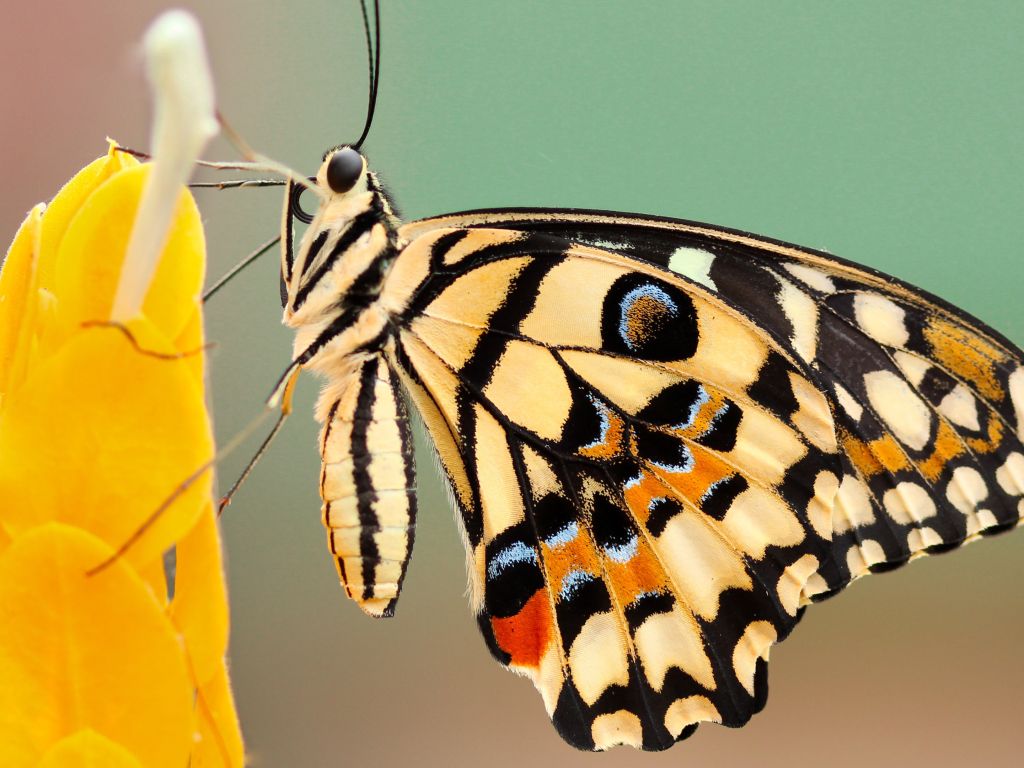 Natural Butterfly Macro Photography wallpaper