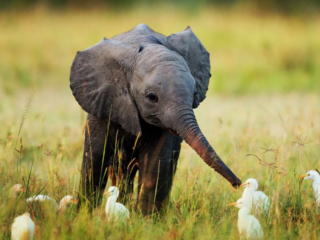 Nature Animals Cute Little Baby Elephant Wide wallpaper