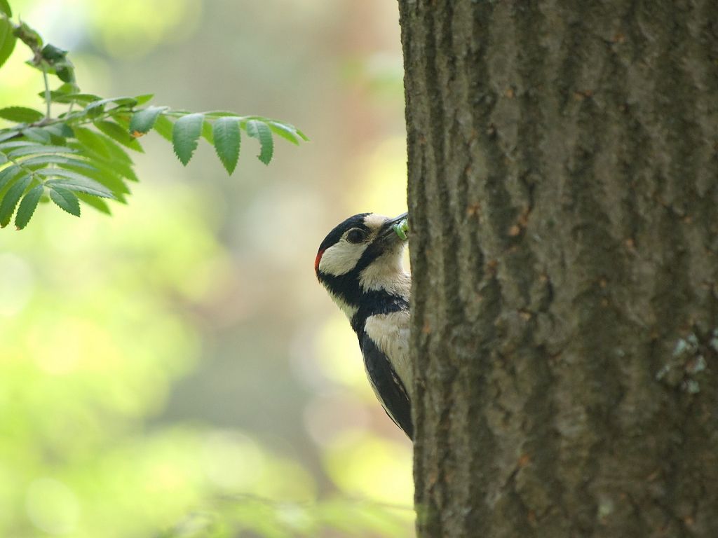 Nature Birds Wildlife Woodpecker HD wallpaper