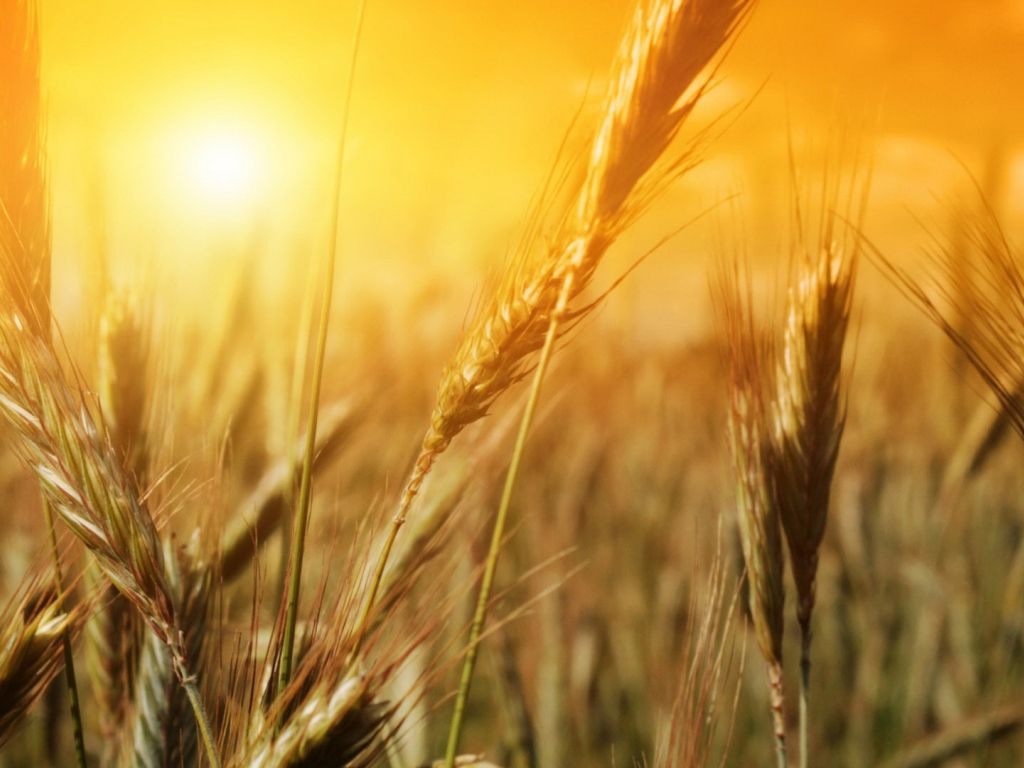 Nature Fields Summer Wheat Sunlight Desktop wallpaper