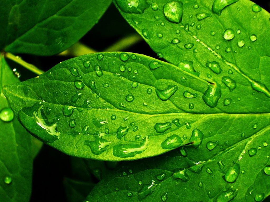Nature Leaf And Backgrounds Green Fresh X For Your wallpaper