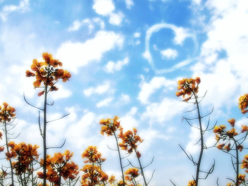 Nature Sun Flower wallpaper