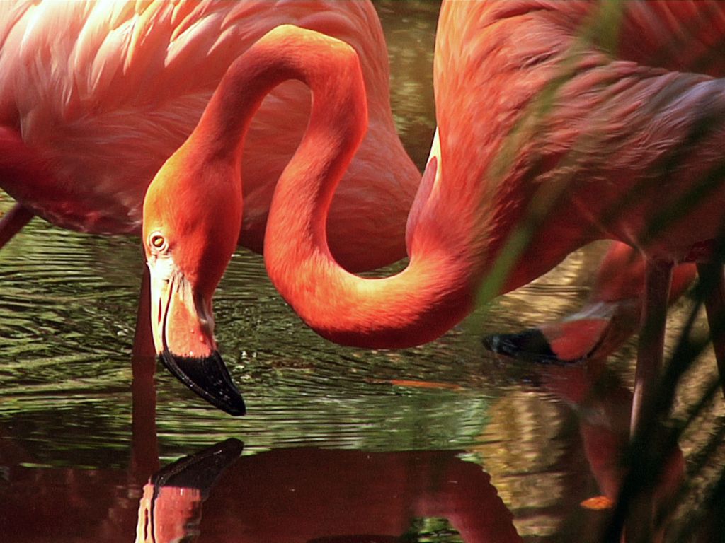 New Colorful Flamingos wallpaper