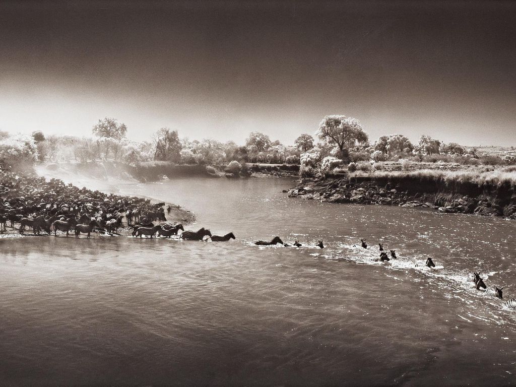 Nick Brandt - Zebras Crossing River Masai wallpaper
