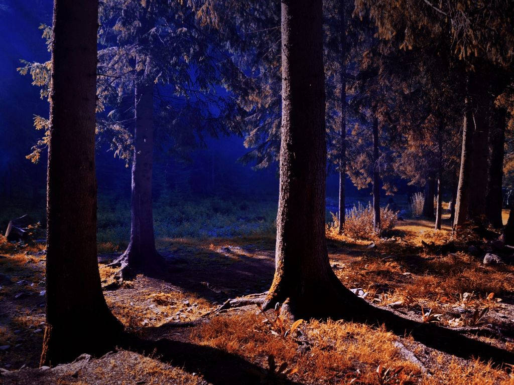 Night View Inside Forest wallpaper