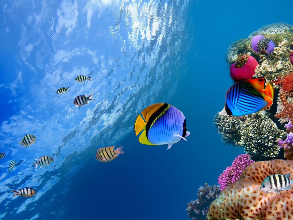 Beautiful Ocean Fish wallpaper