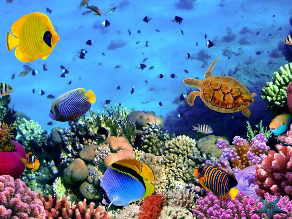 Ocean Fish wallpaper