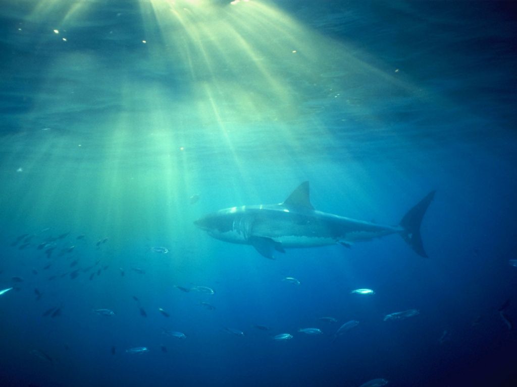 Ocean White Shark Great Desktop wallpaper