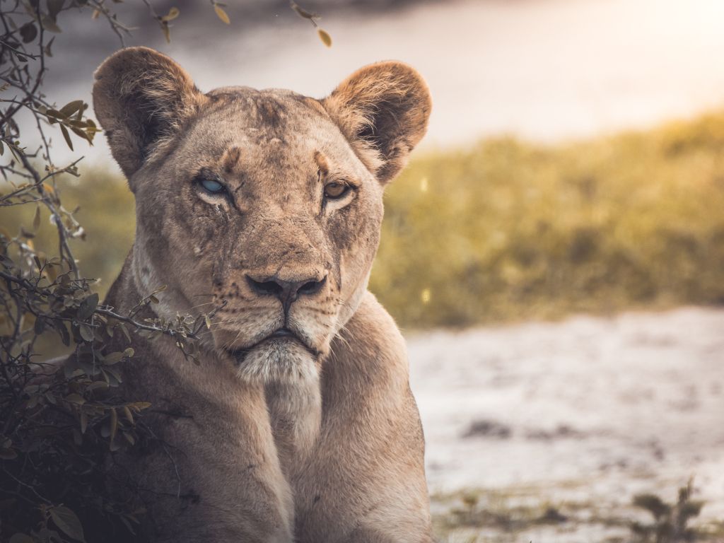 One Eyed Lioness wallpaper