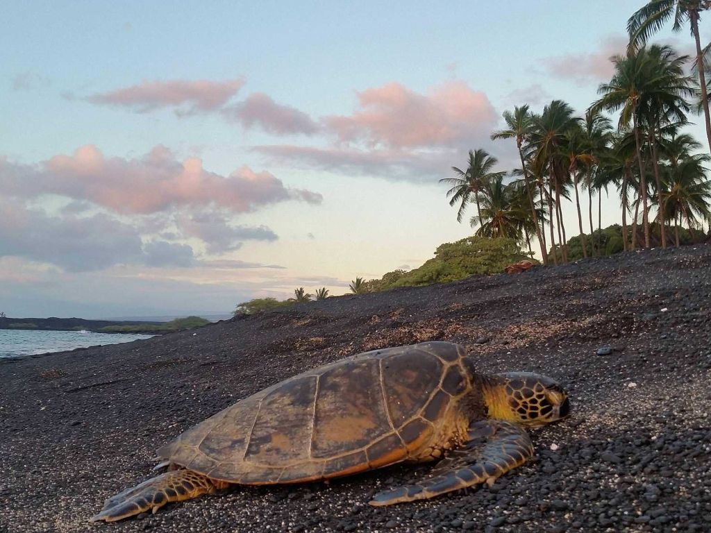 One of Countless Turtles Seen on My Walk Down Kiholo Bay Last Night. Big Island Hawaii wallpaper