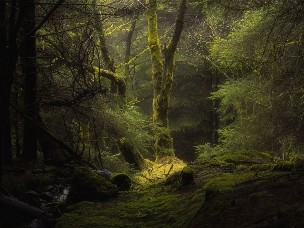 Opening in the Forest of Moss wallpaper