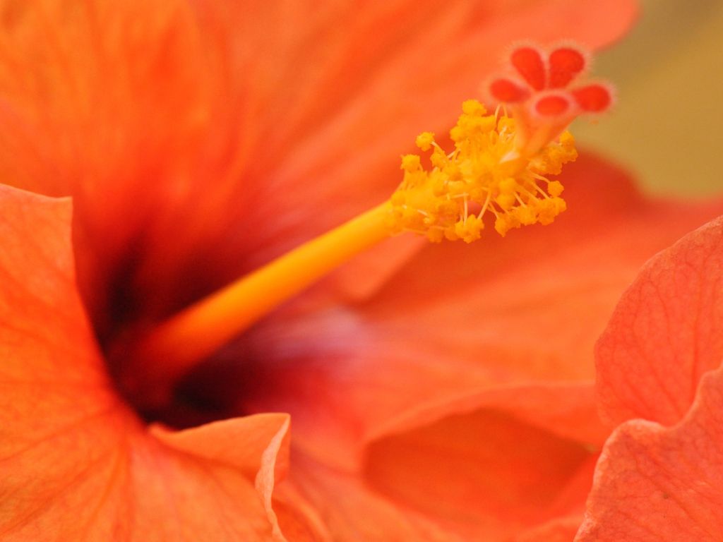 Orange Hibiscus Flower wallpaper