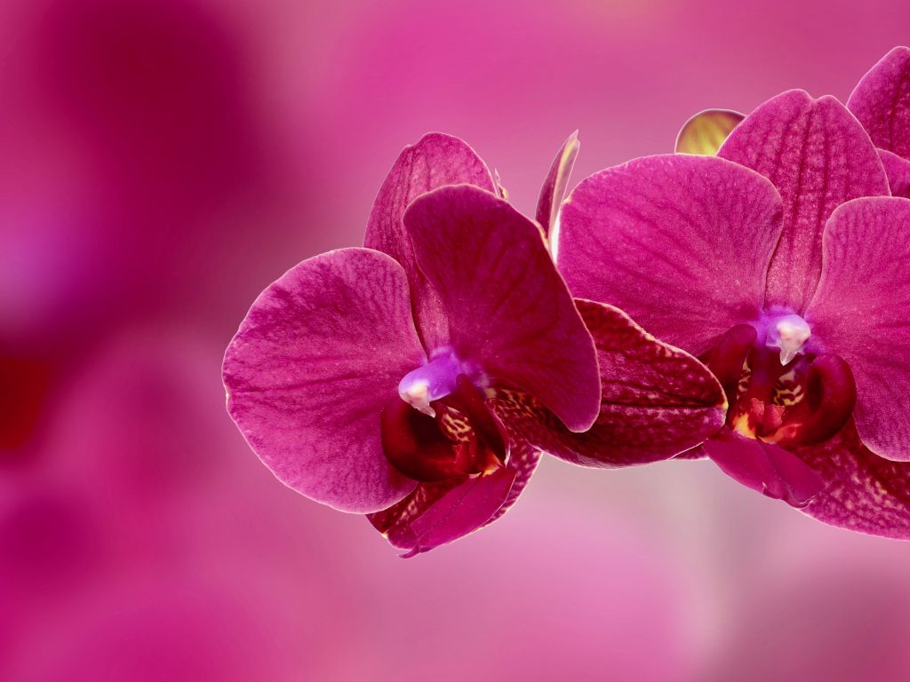 Orchid Flower wallpaper