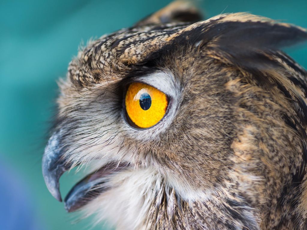 Owl Closeup Face wallpaper