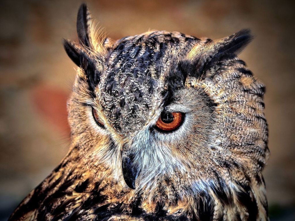 Owl Face Closeup wallpaper
