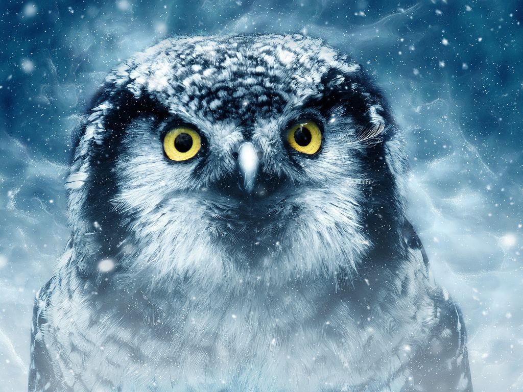 Owl in the Snow wallpaper