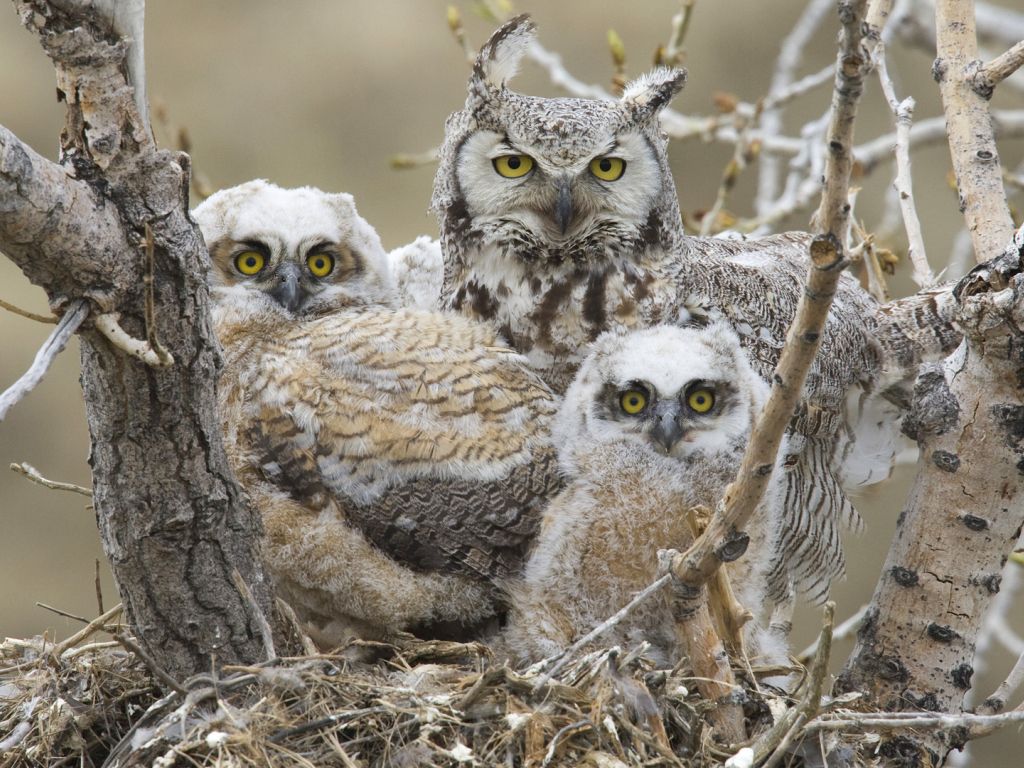Owl Nest wallpaper