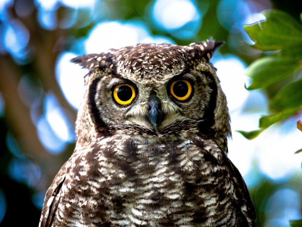 Owl With Yellow Eyes wallpaper