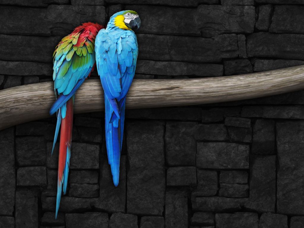 Pair of Parrots wallpaper