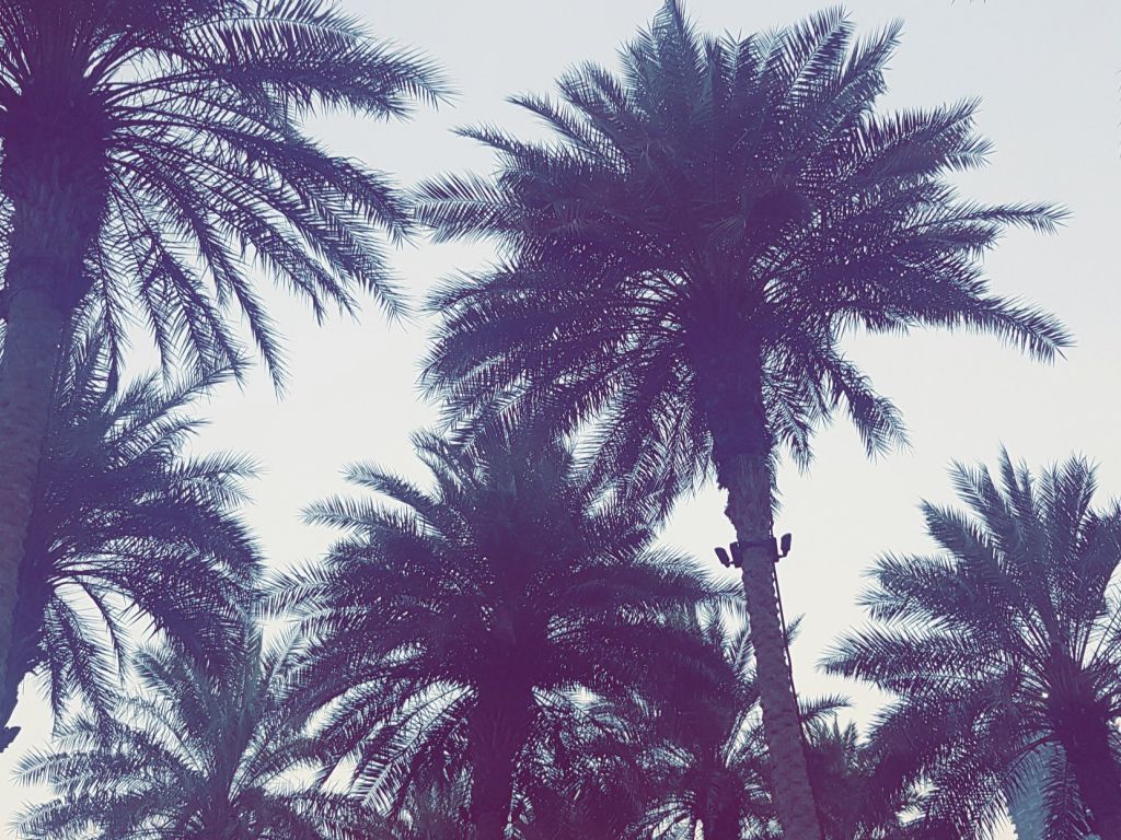 Palm Trees in Dubai wallpaper