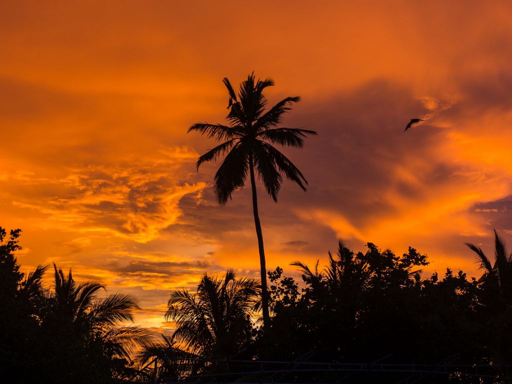 Palm Trees Sunset wallpaper