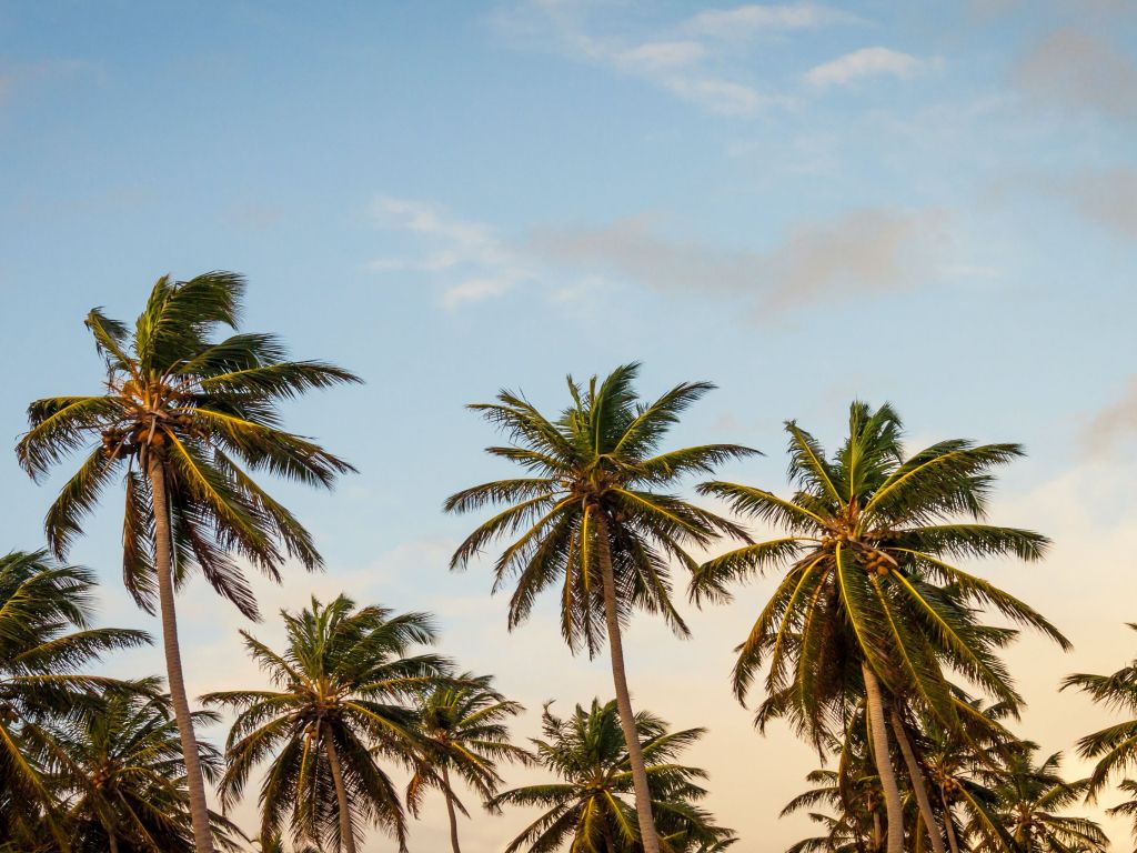 Palm Trees wallpaper