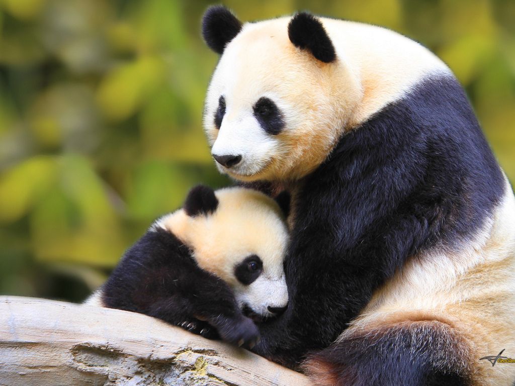 Panda Baby wallpaper