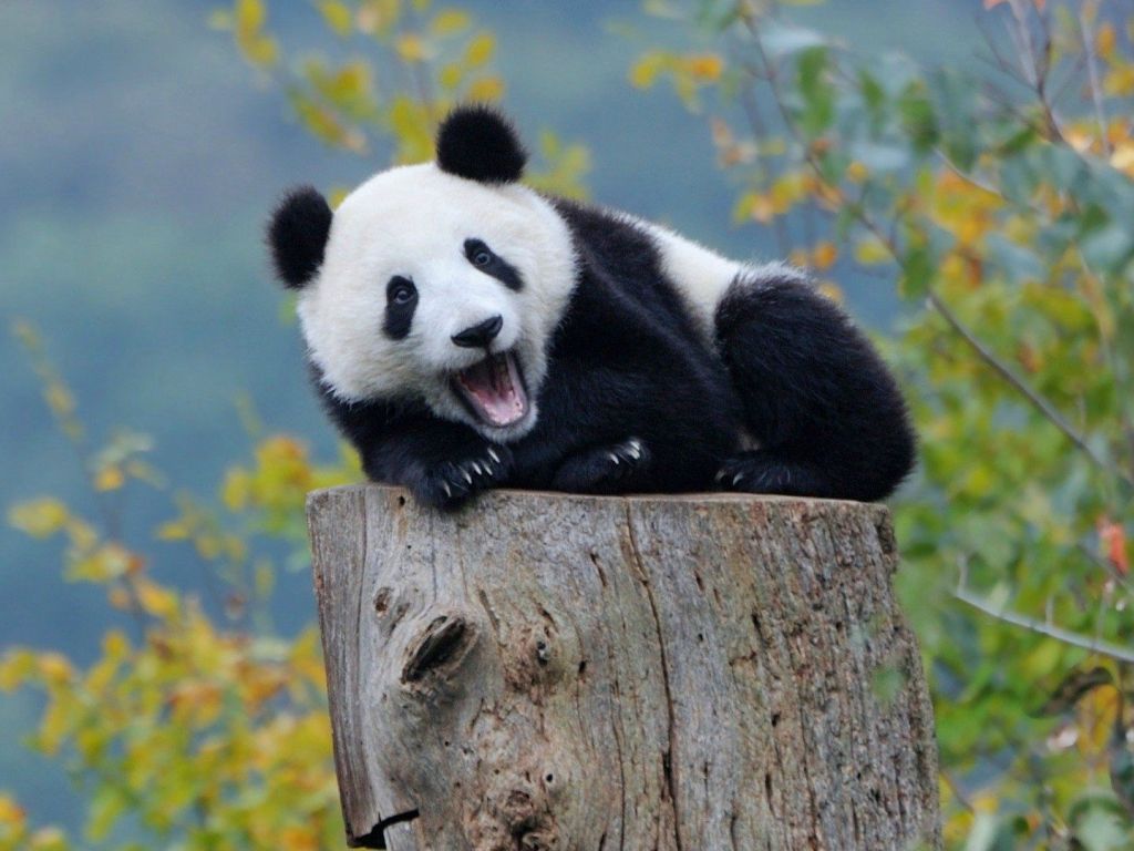 Panda Baby in Forest wallpaper
