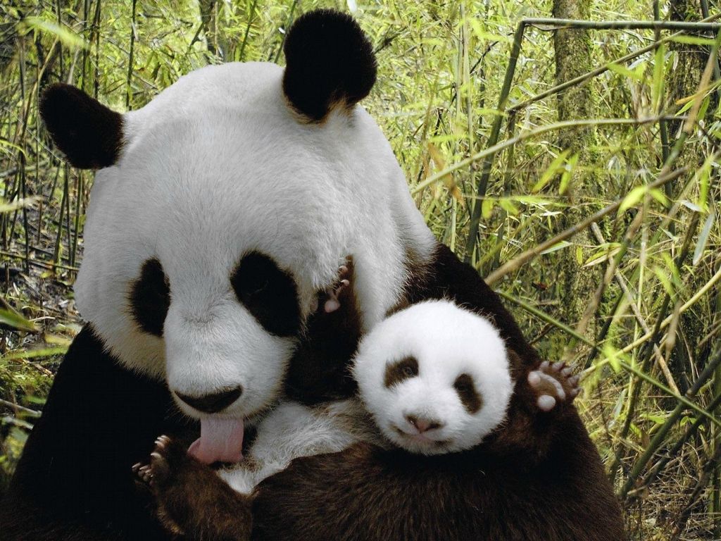 Panda Bear - Baby wallpaper