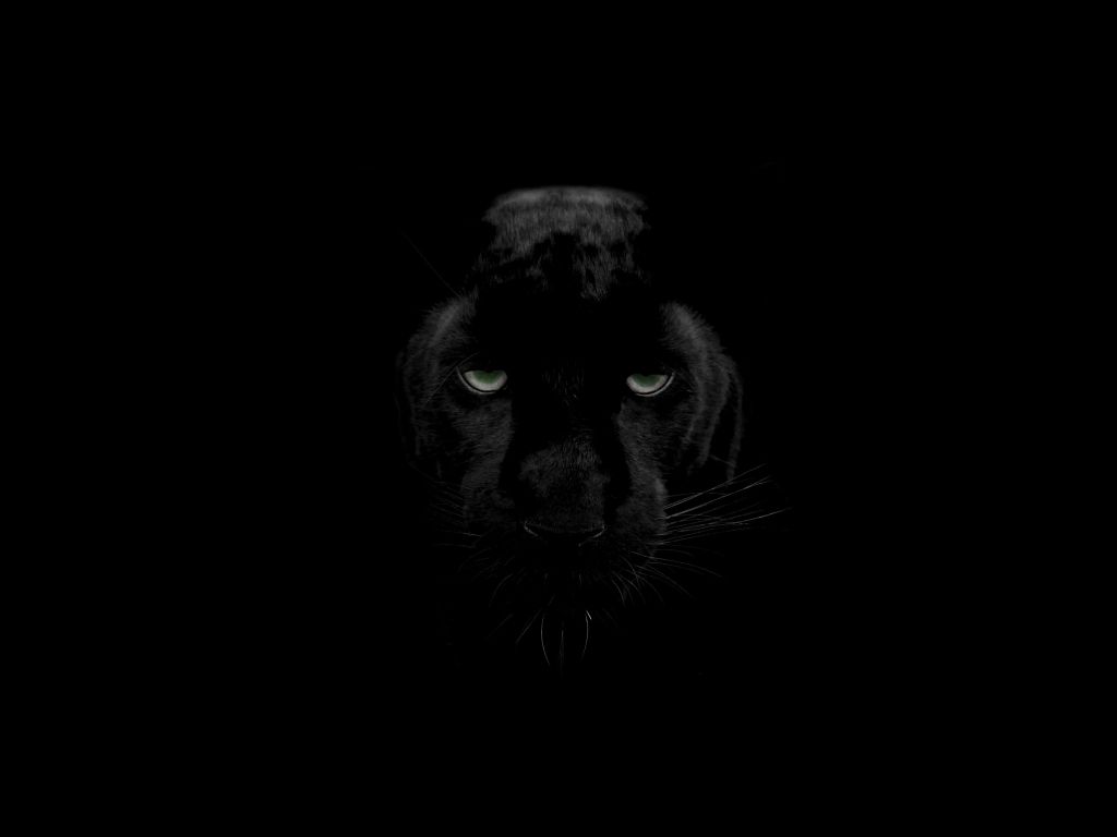 Panther Predator wallpaper