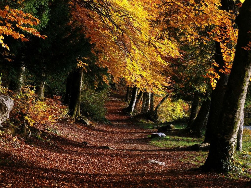 Park Footpath Forest Trees Leaves wallpaper