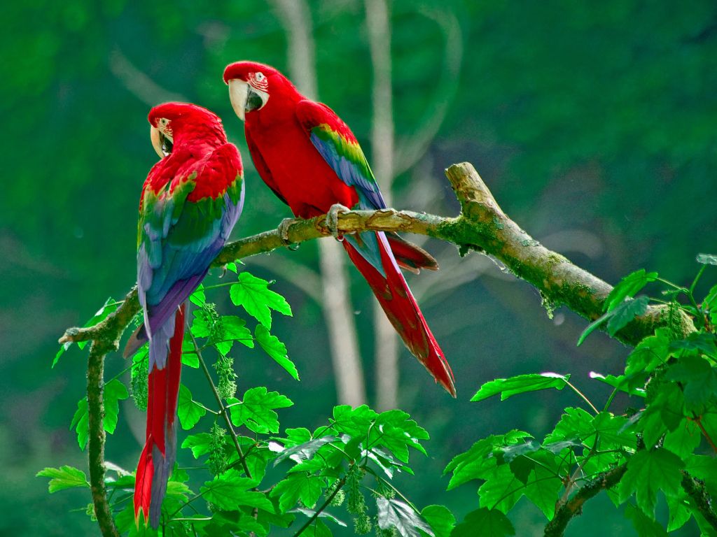 Parrots Paradise wallpaper