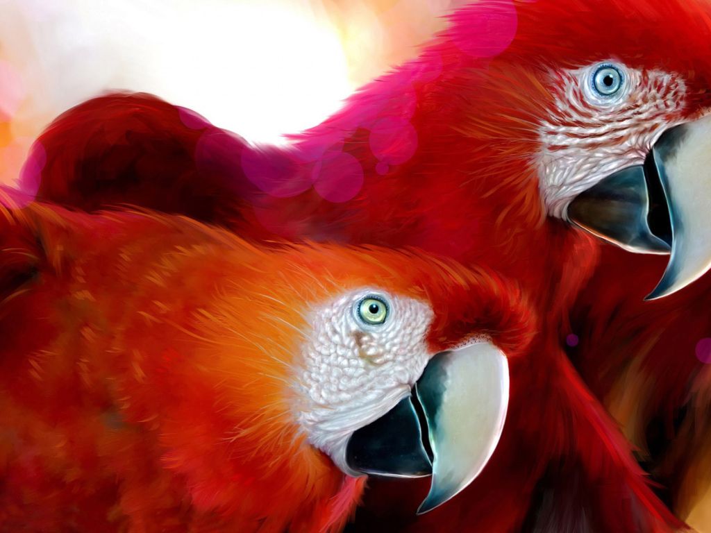 Parrots Widescreen wallpaper