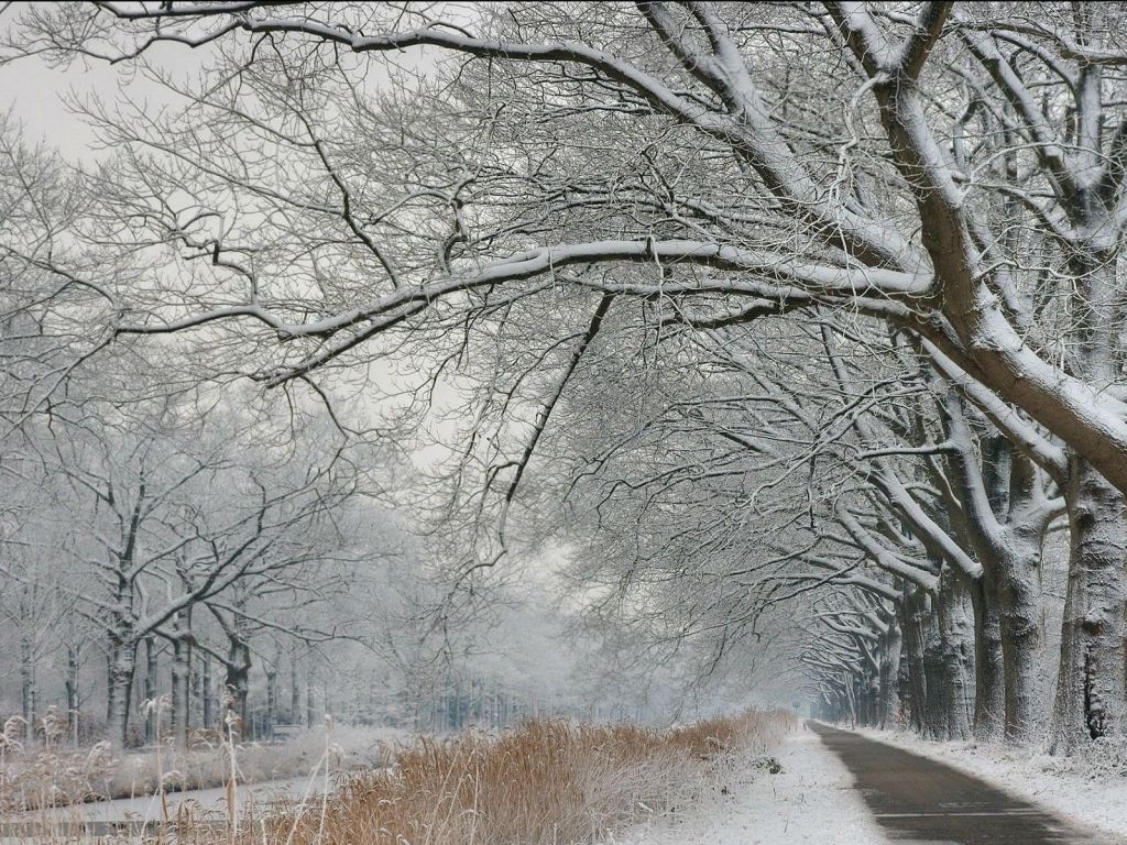 Path Through The Snowy Trees wallpaper