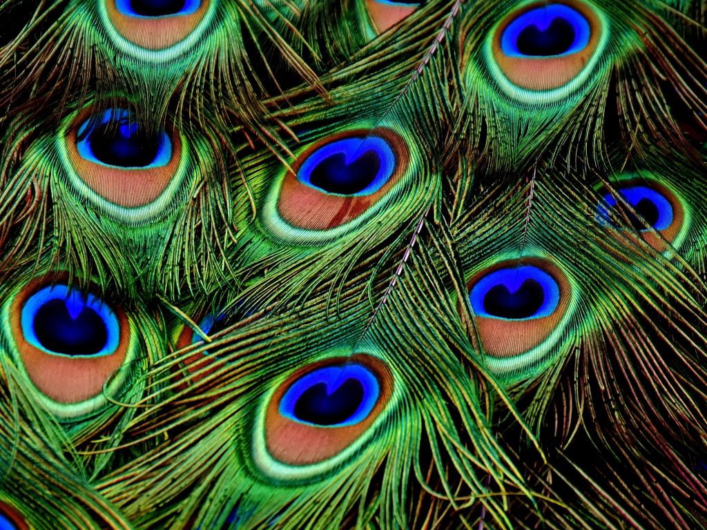 Peacocks Feathers Patterns wallpaper